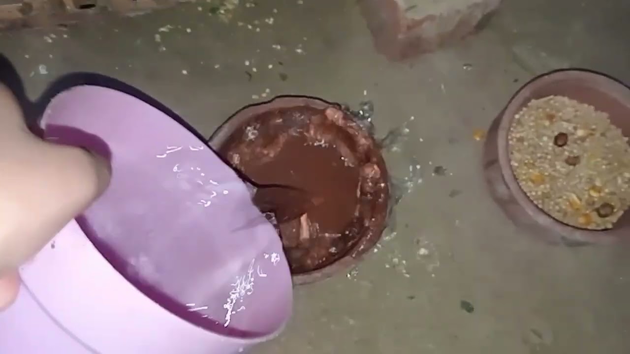 فديو على السريع 