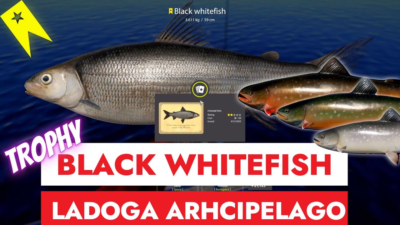 RUSSIAN FISHING 4 - RF4 - TROPHY BLACK WHITEFISH - LADOGA ARCHIPELAGO