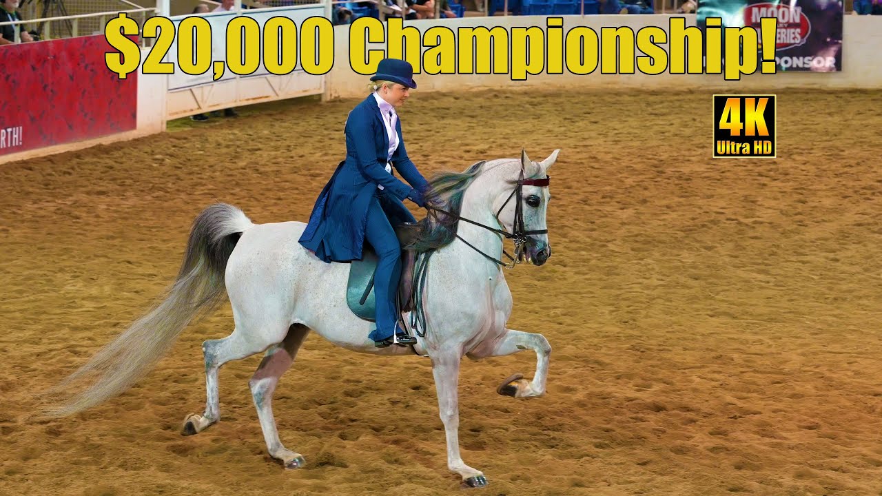 $20,000 Arabian Horse Country English Pleasure Championship | Scottsdale Arabian Horse Show