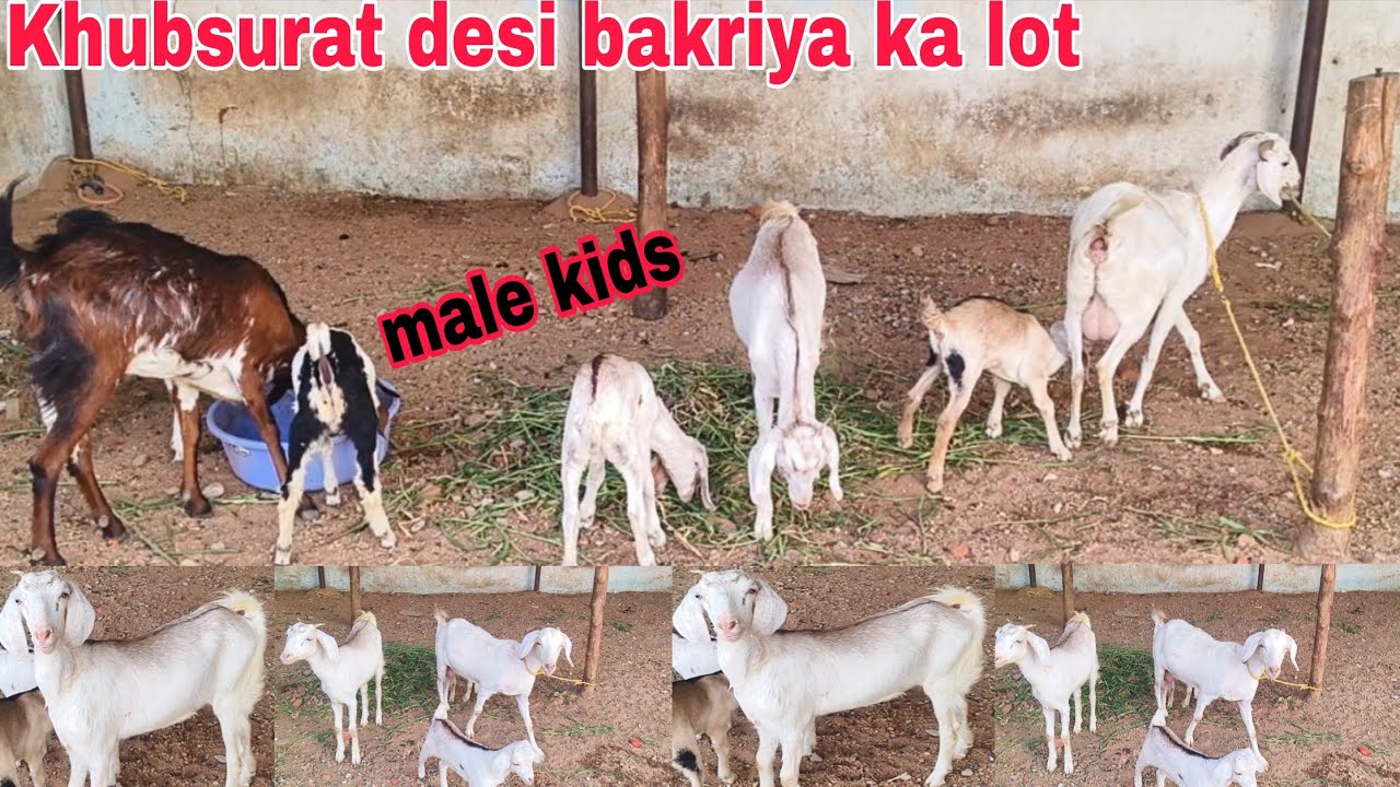 Khubsurat double bond ke desi bakriya ka lot male kids hai available in Hyderabad 