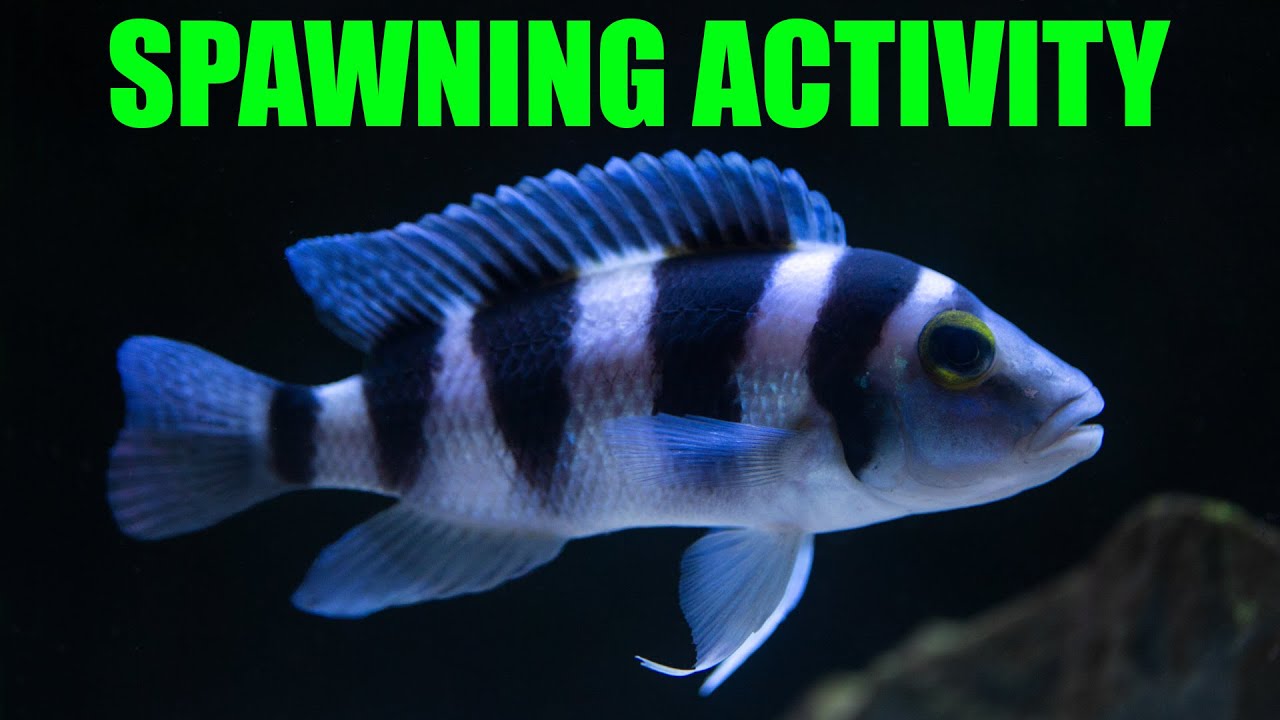 Нерест Neolamprologus tretocephalus