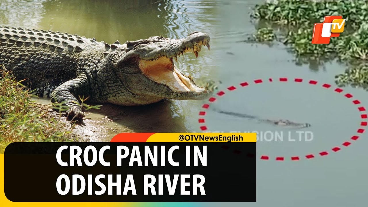 8-feet long crocodile spotted in Gobara river in Kendrapara | OTV News English