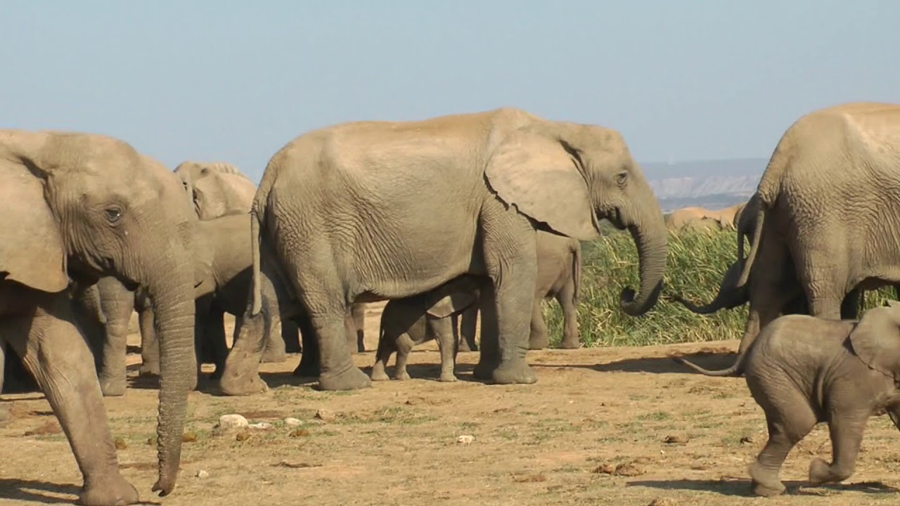 ADDO ELEPHANT NATIONAL PARK JULY 17
