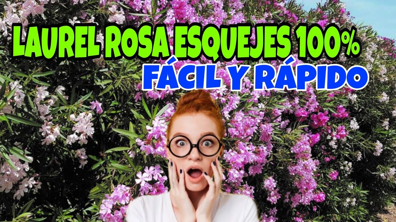 laurel rosa adelfa esquejes r&aacute;pidos y f&aacute;cil efectivo