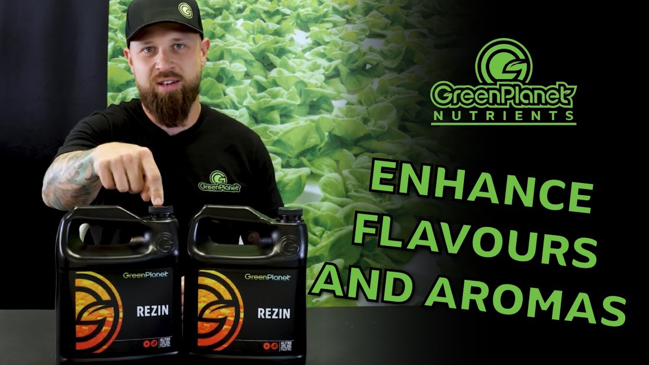 GreenPlanet Nutrients Rezin: подари огонь своим цветам