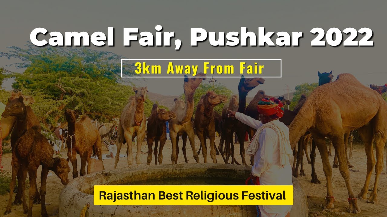 100+ Camels in small desert, Pushkar | 3 km away camel fair 2022 | Rajasthan, India best festival?