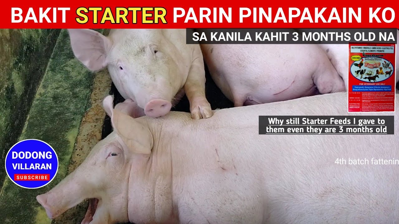 Bakit Starter feeds Parin pinapakain ko sa kanila 3 months old na / Vlog 199