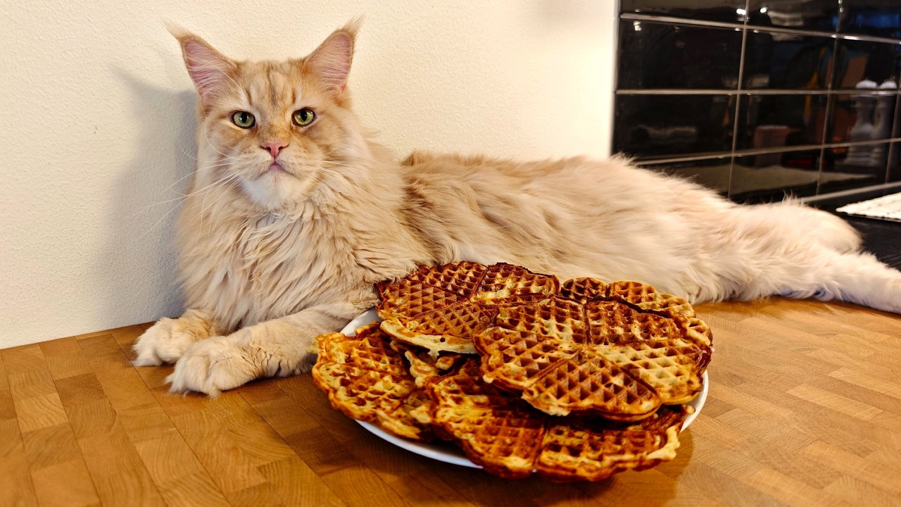 Готовлю вафли с помощью Cat Buster!