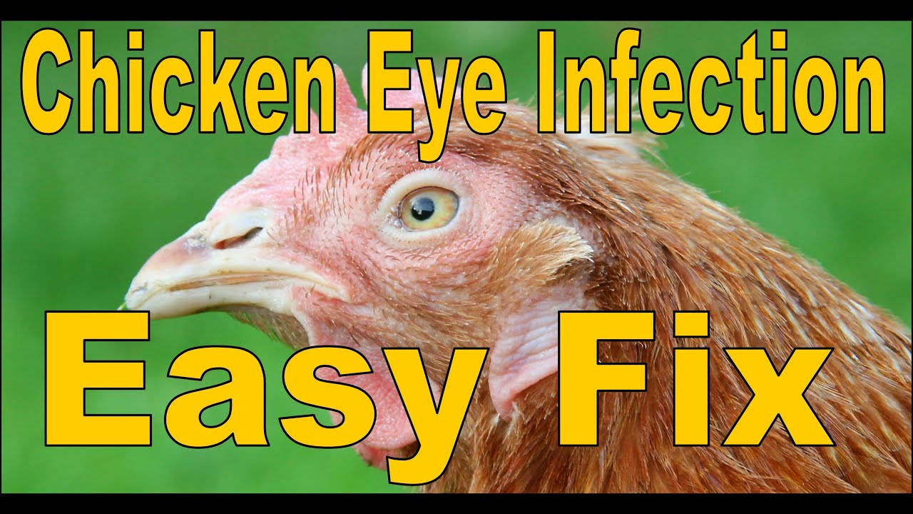 CHICKEN EYE INFECTION Symptoms, Remedy and Clearing the eye