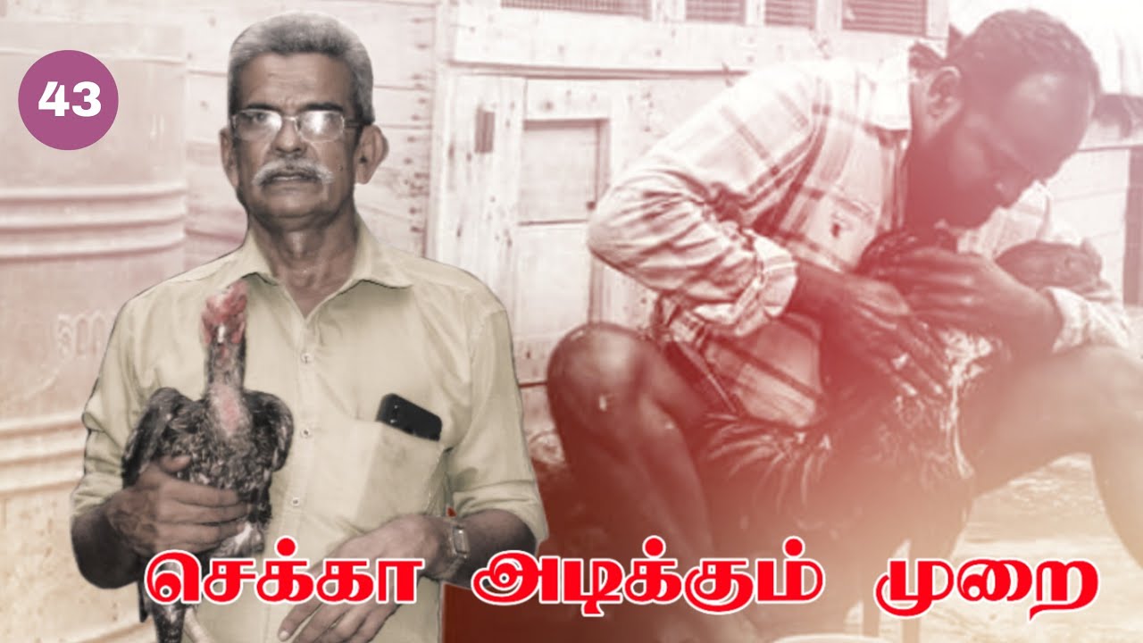 செக்கா அடிக்கும் முறை