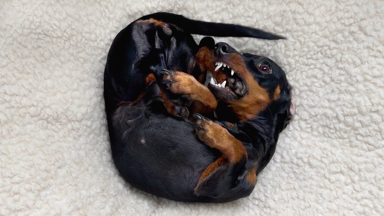 Family Diary- Coco gets zoomies.