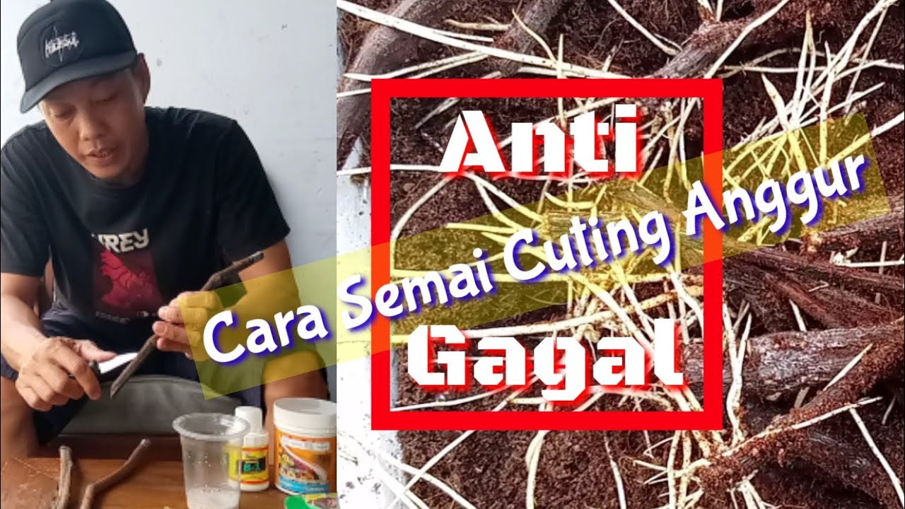 Cara Semai Cuting Anggur Anti Gagal