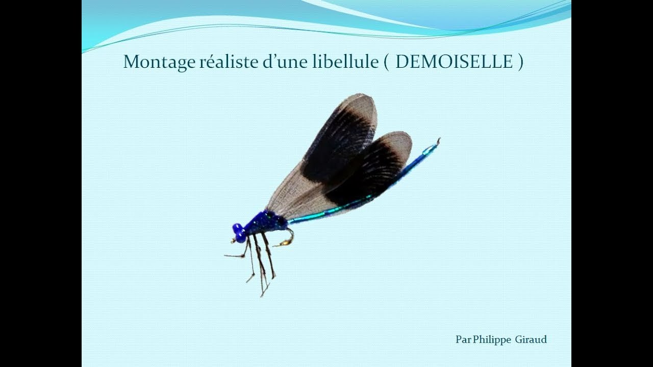 MONTAGE REALISTE D'UNE LIBELLULE DEMOISELLE  par Philippe Giraud
