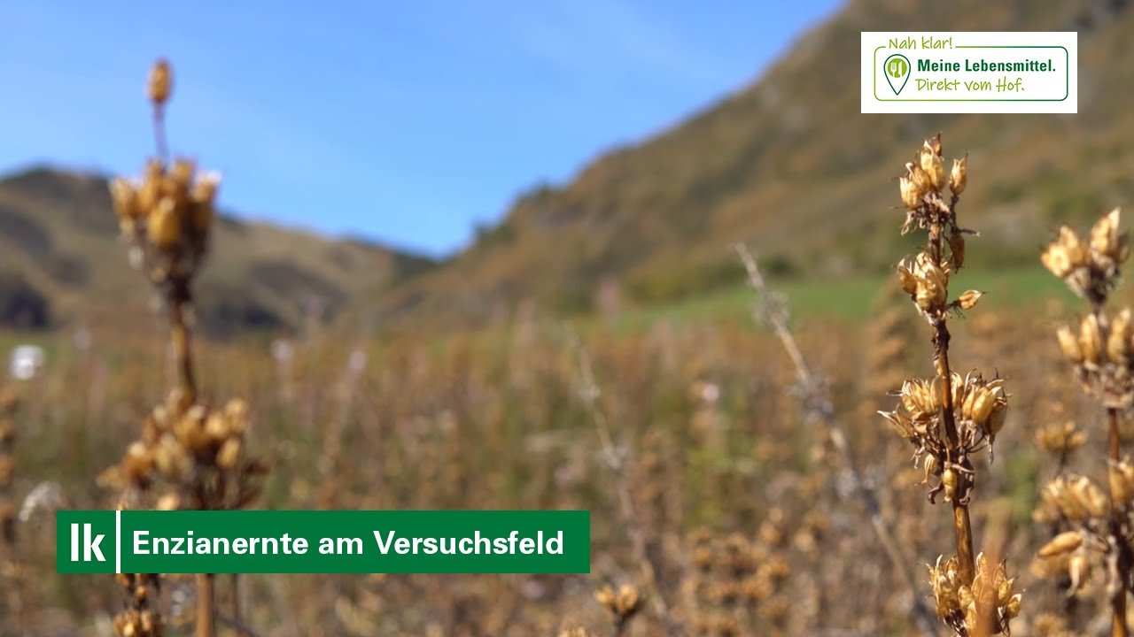 Anbau und Veredelung von Enzian auf höchstem Niveau