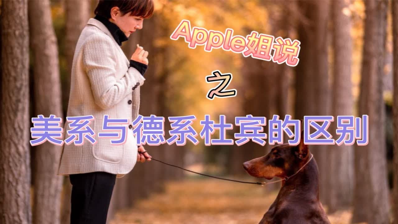美系与德系杜宾的区别