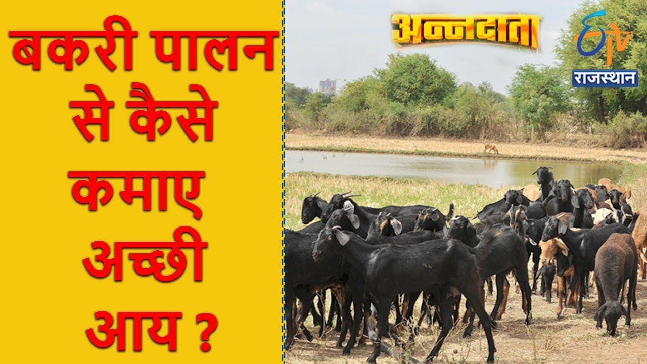 बकरा  पालन से कैसे कमाए अच्छी आय ? | Annadata | 4th October 2017| ETV Rajasthan