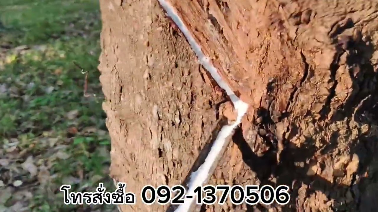 สูตรปุ๋ยเคมี ลดต้นทุน อยู่ท้ายคลิป  น้ำหมัก สูตร2 อ.ต้น รักษายางหน้าตาย