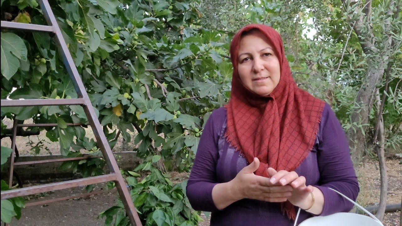 KARDEŞİMLE SOHBETLİ İNCİR TOPLADIK MISIR HAŞLADIK😊