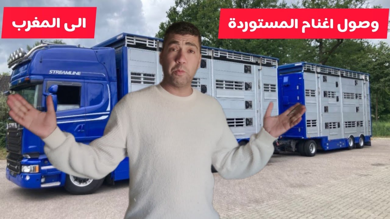 وصول الأغنام المستوردة من اسبانيا الى المغرب