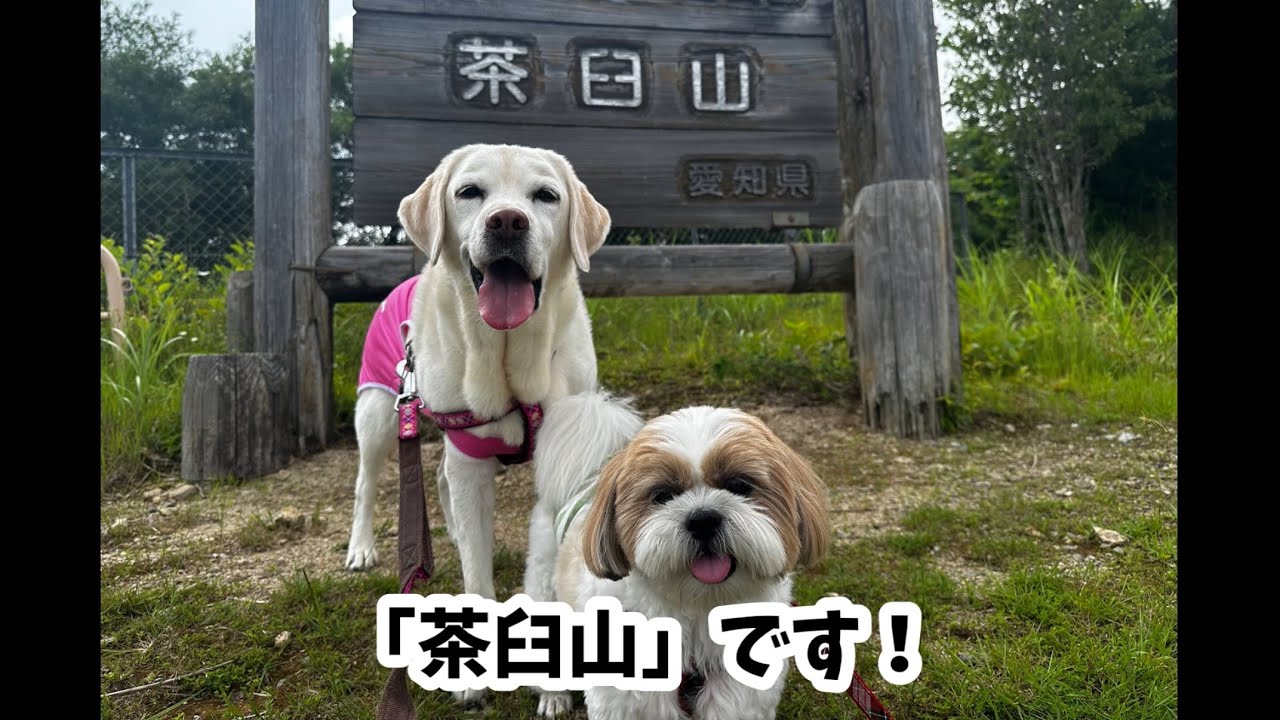 『犬連れで茶臼山』おでかけの締めにドッグランで遊んできた