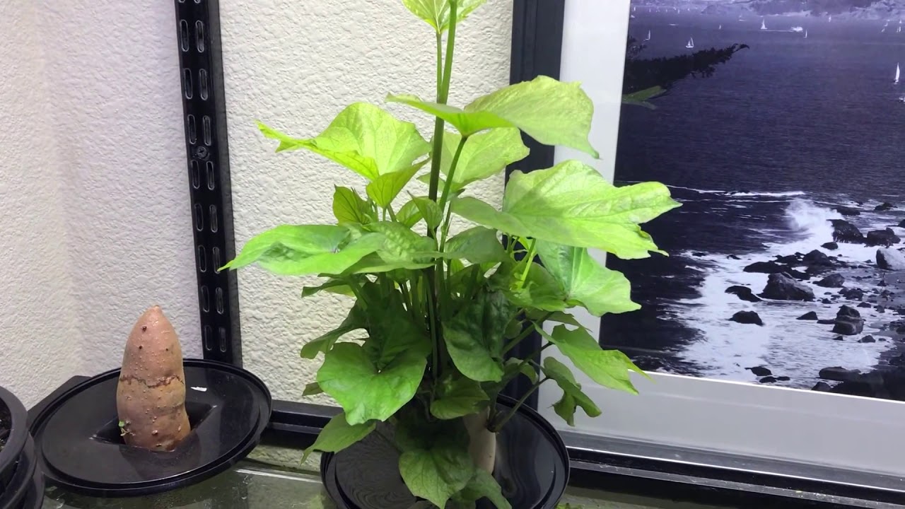 My sweet potatoes aquarium