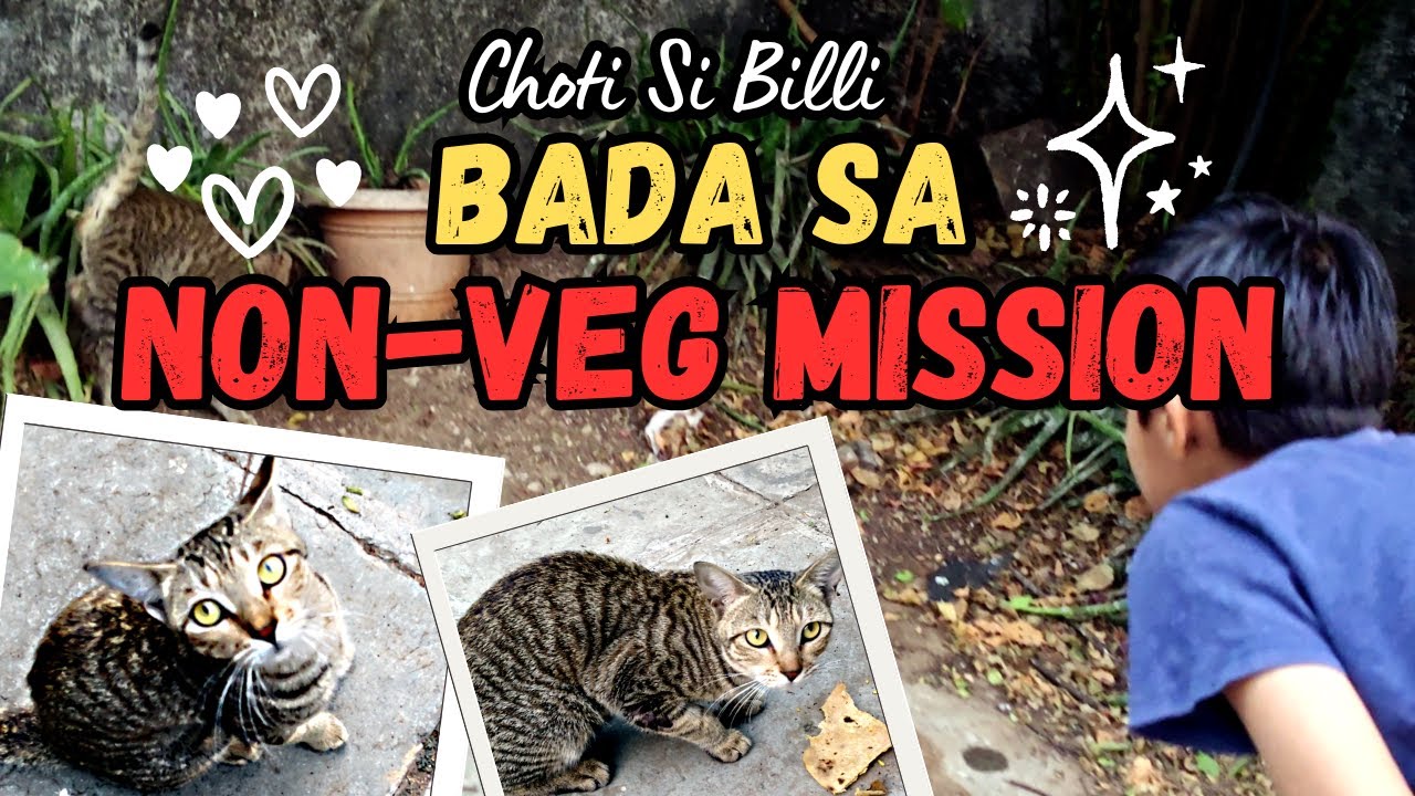 Choti Si Billi, Bada Sa Non-Veg Mission 🍗🐱| Adonai Denis Shah Vlogs