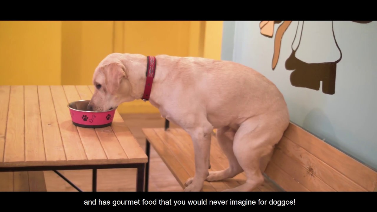 Puppychino - India's first dog friendly caf&eacute;