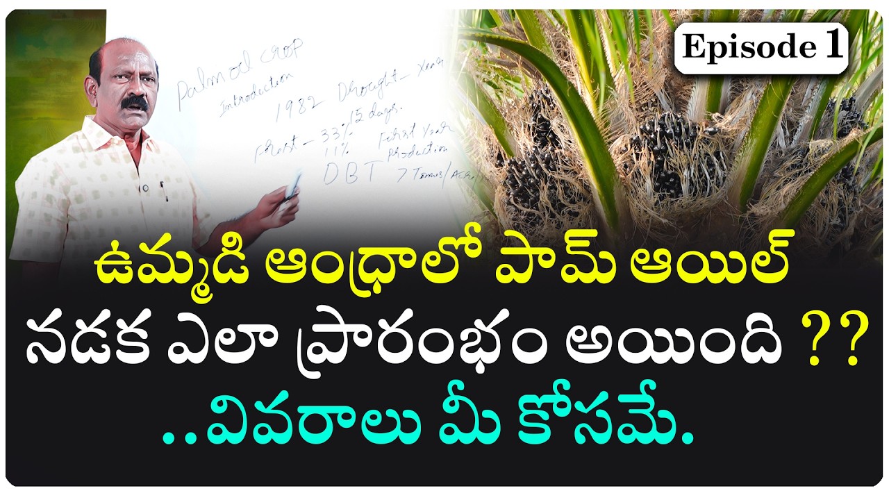 ఉమ్మడి ఆంధ్రా లో  పామ్ ఆయిల్ సాగు ప్రారంభం..వాటి వివరాలు..పూర్తి వివరణాత్మక  విశ్లేషణ..