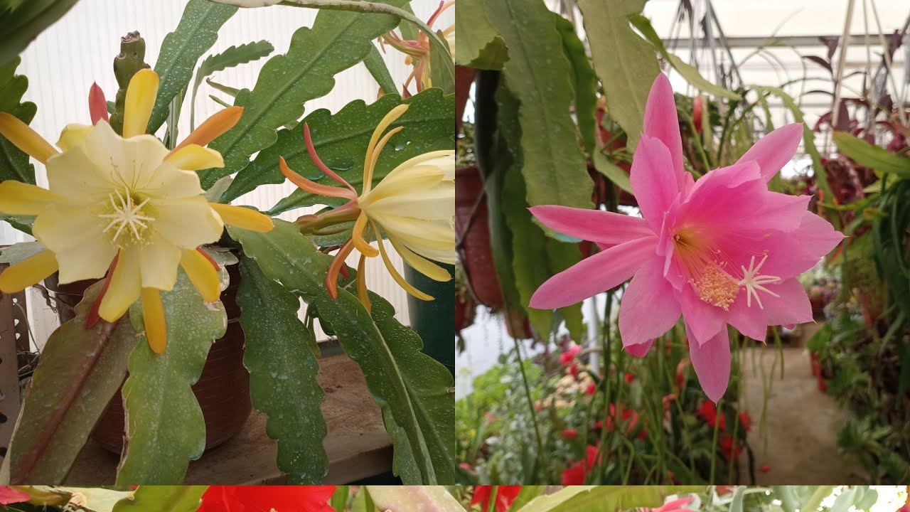 Atualização da horta e lindas flores do cactos orquídeas 🇵🇹