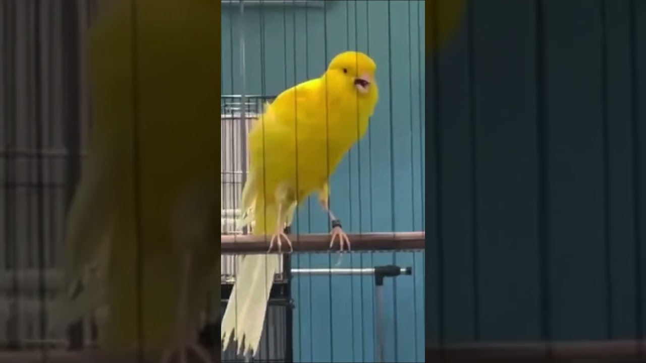 🌱 Canary Singing for Training & Relaxation | Natural Sound