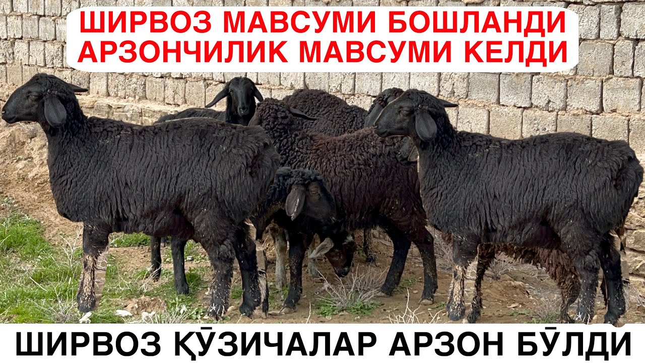 АРЗОНЧИЛАРГА ВИЗИФ. ☎️+998910730616