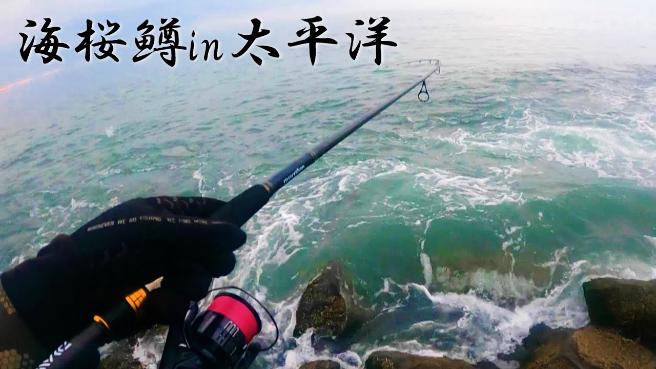 【太平洋サクラマス】朝の連続HIT