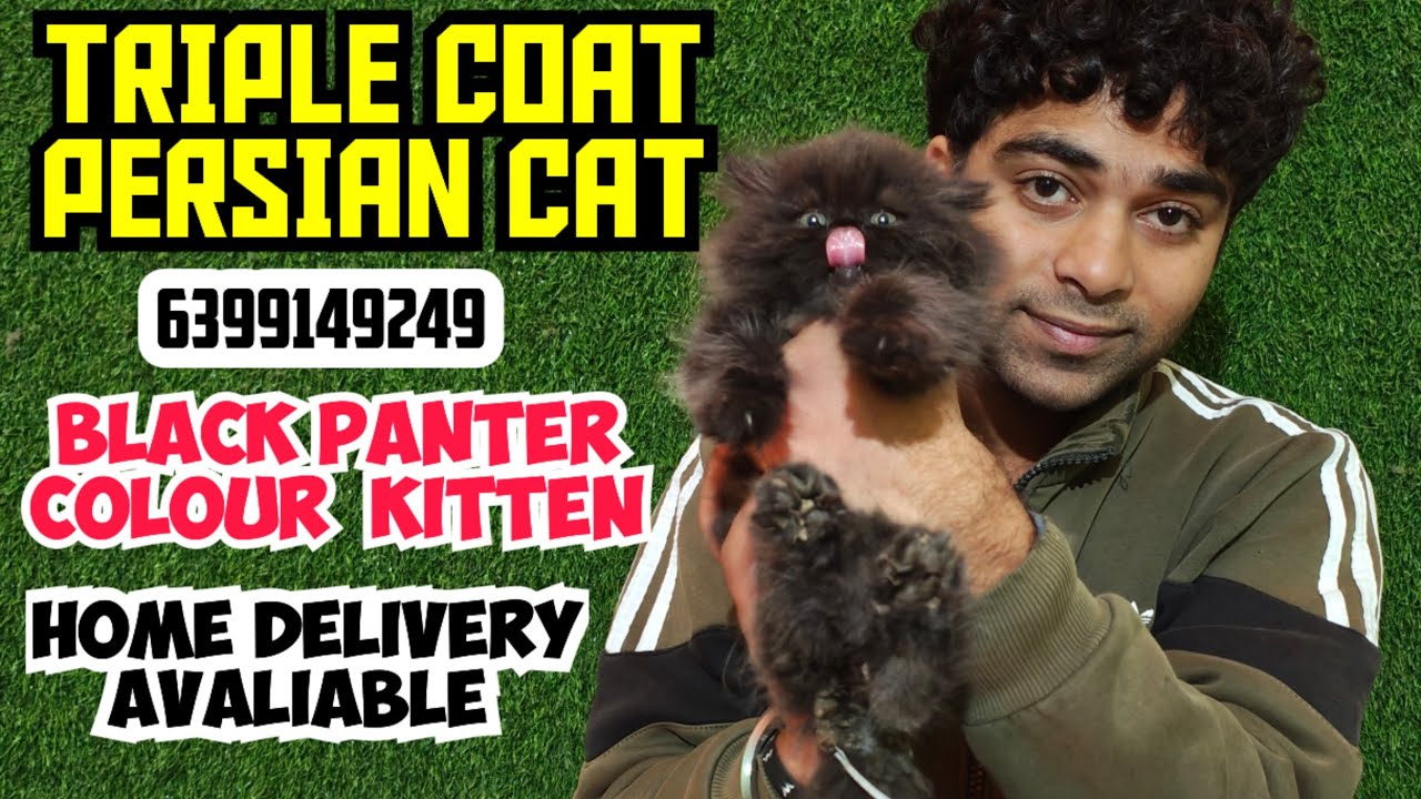 🔥TRIPLE COAT PERSIAN CAT • SEMI PUNCH CAT • KITTEN FOR SALE • PERSIAN CAT LOVERS • 2 MONTHS MALE 