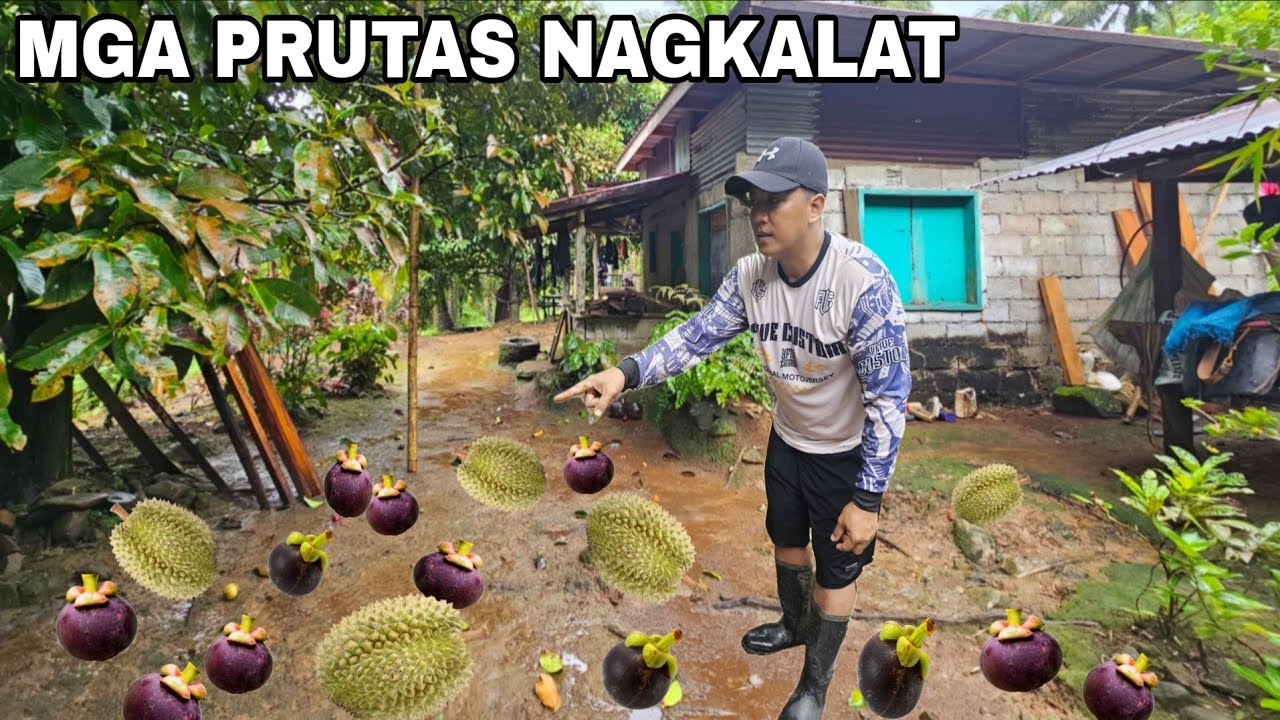 Pagbisita sa bahay ni lola...Sobrang daming Prutas mangoesteen durian  nagkalat lang walang kumukuha