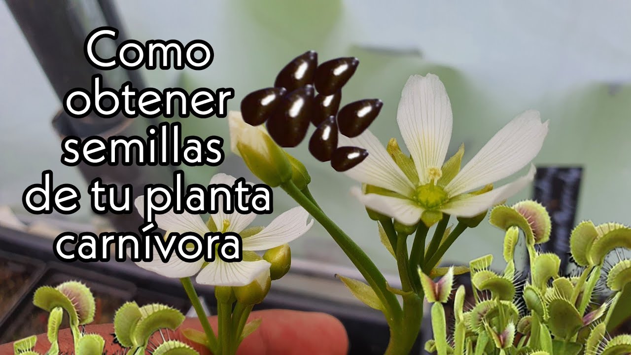 ¿Cómo obtener semillas de Venus atrapamoscas? - Polinización de plantas carnívoras