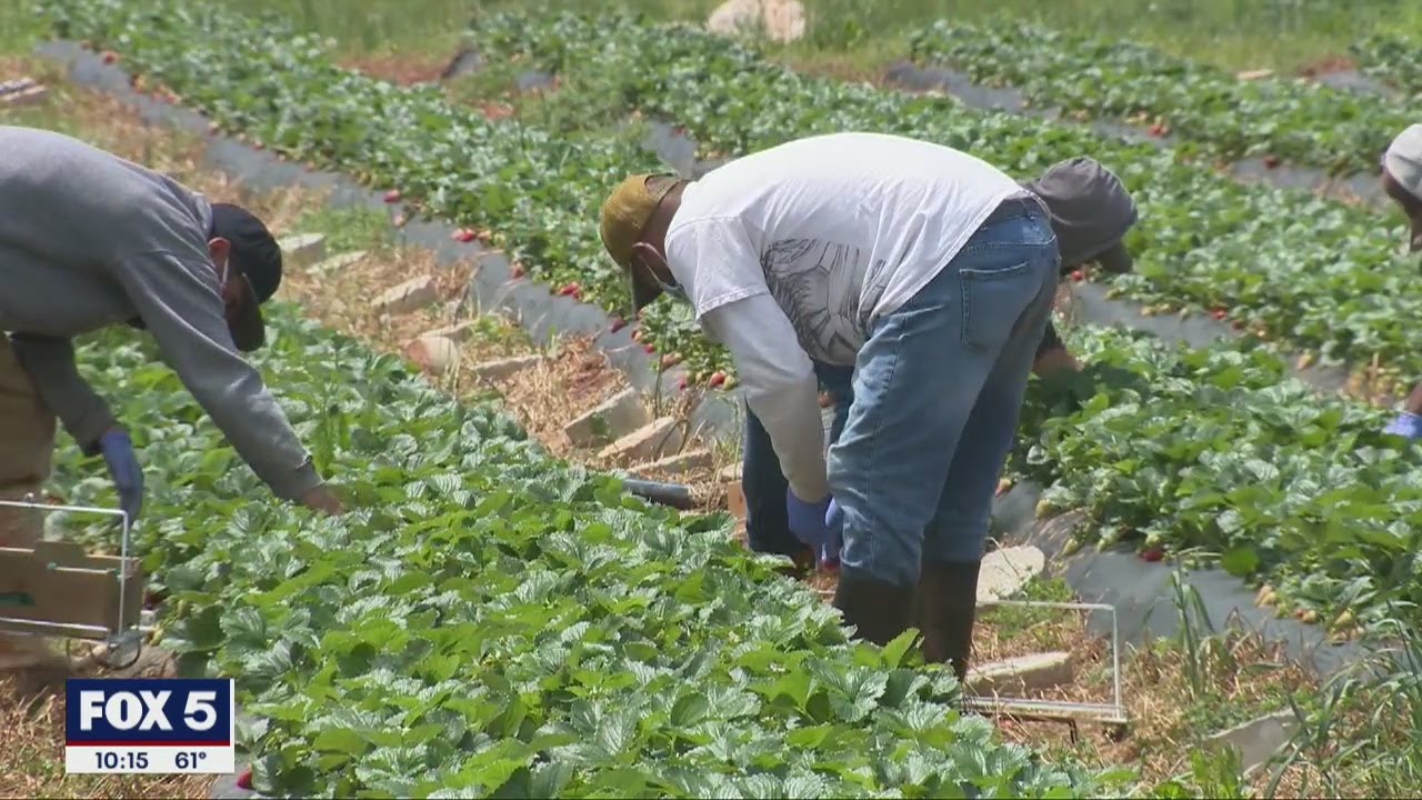 I-Team: Farmers optimistic about restaurants reopening