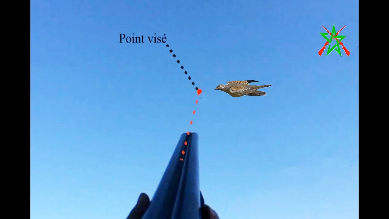 Chasse Palombe (pigeon) En Ralentie avec explication de tirs