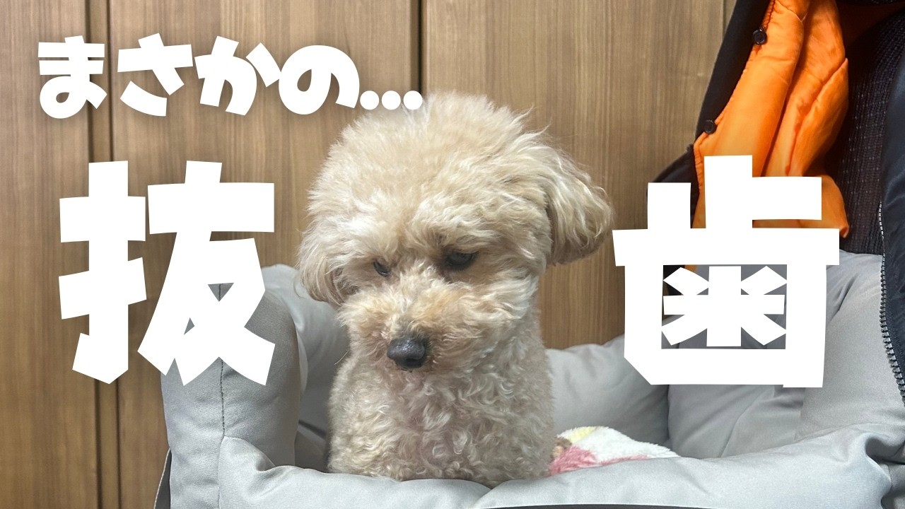 歯が折れた…｜原因・手術費用すべて公開