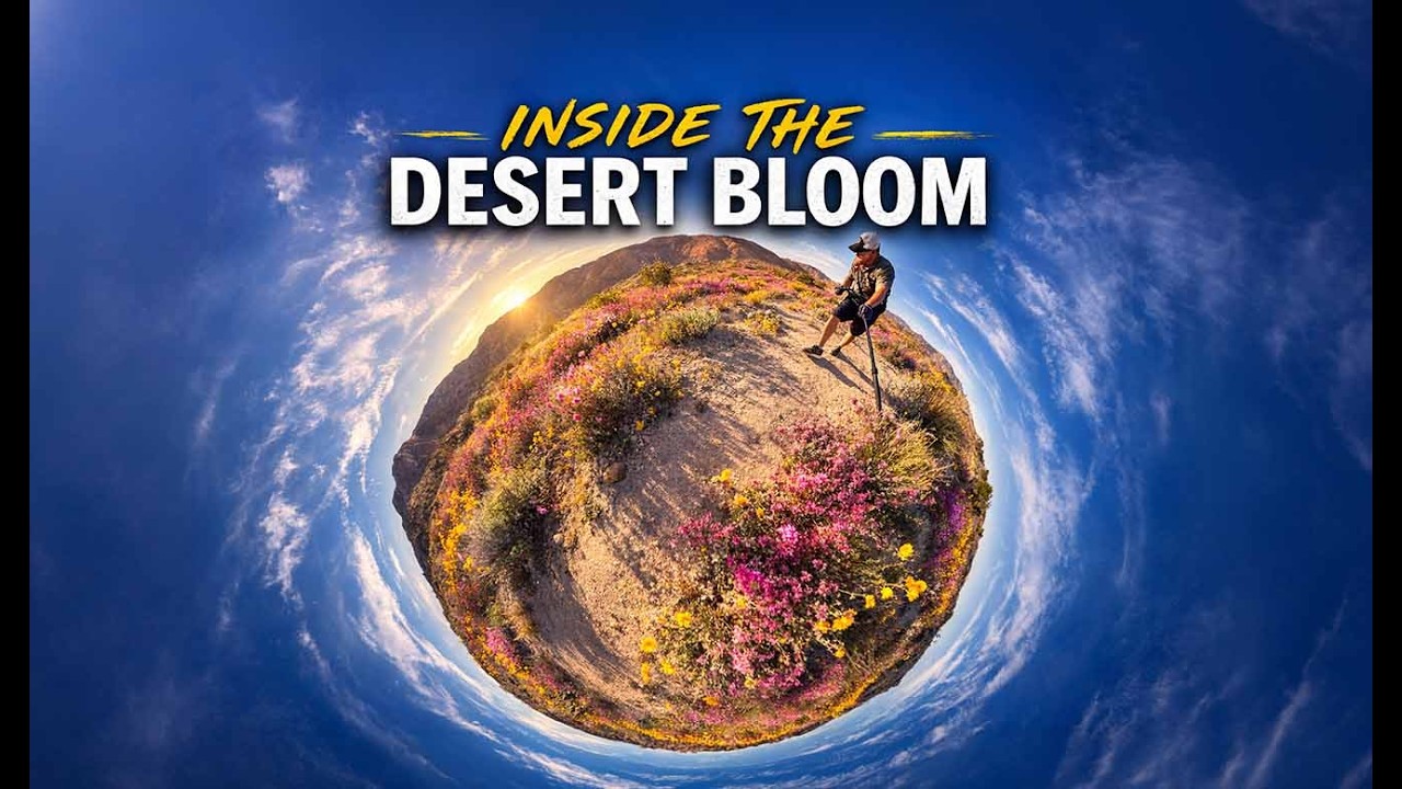 Anza-Borrego Wildflowers 2026 | Henderson Canyon 360 Tour