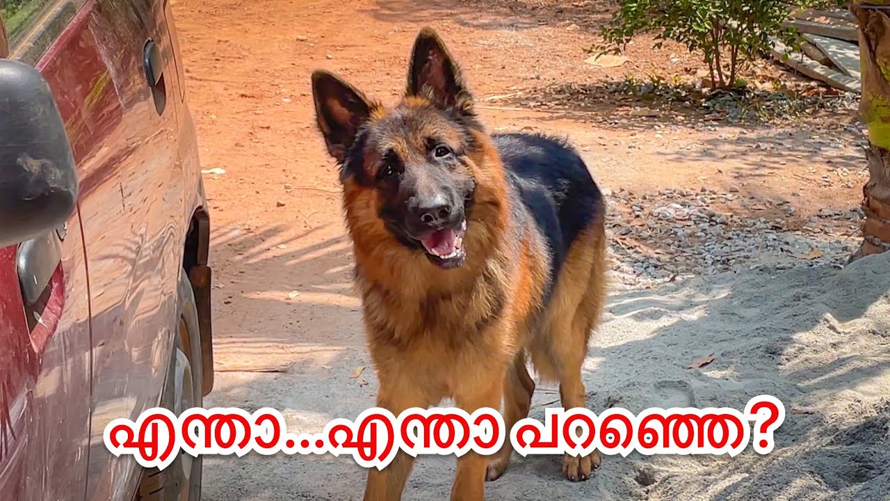 അച്ഛനെ കൊണ്ടുപോകണ്ട...നമുക്ക് പോയിട്ട് വരാം ലിയോ...|leolaika|chottuz