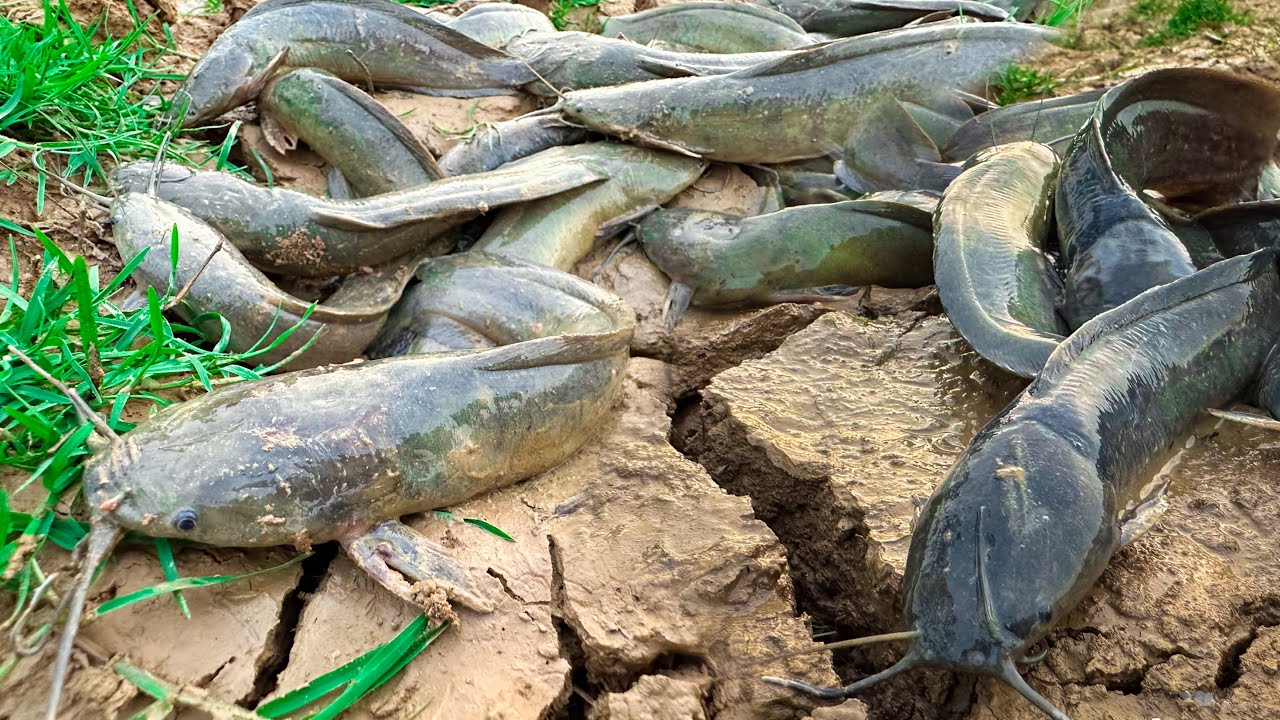 Collect videos of catching fish and snails | Best fishing snails & fish at the special place 