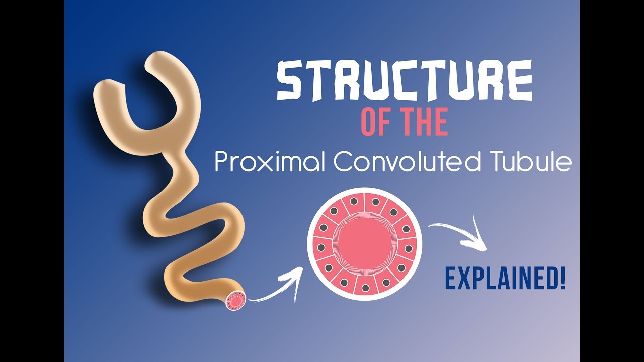 Selective Reabsorption | Part 2 [Structure of the Proximal Convoluted Tubule]