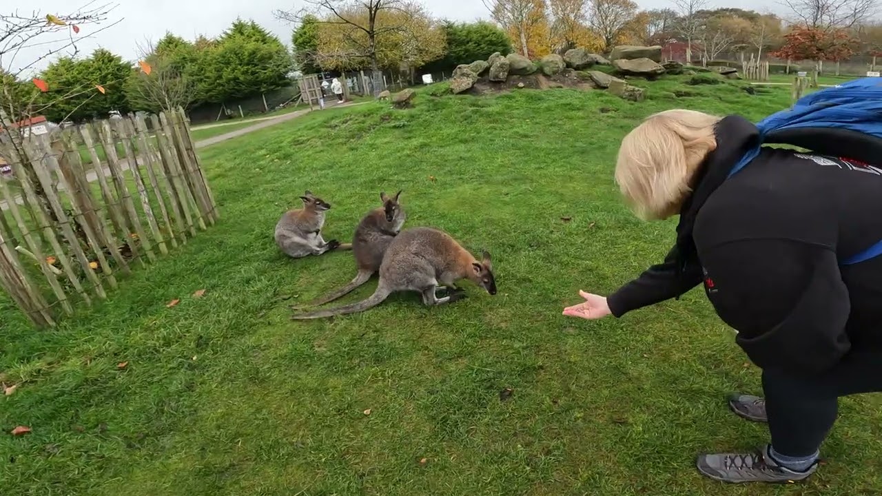 Peak Wildlife Park (8th November 2025)