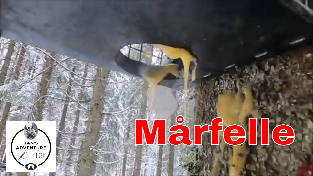 Startskuddet for Mårsesongen 2023-24 #Mårfeller #martentrapping