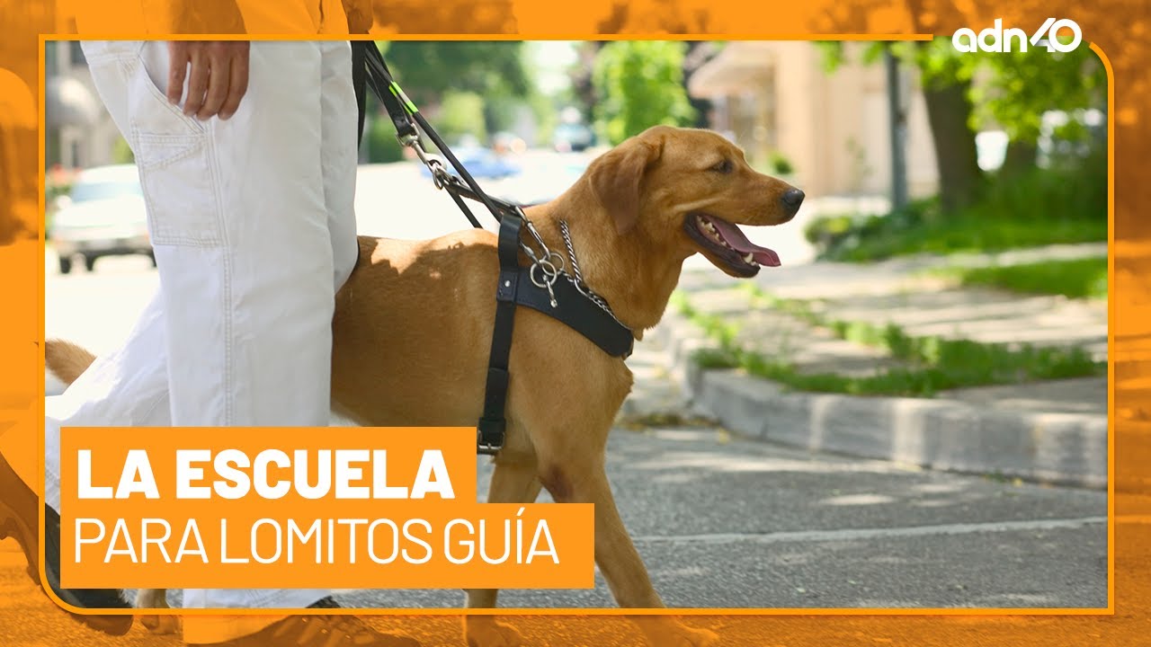 Así entrenan los lomitos para convertirse en perros guías