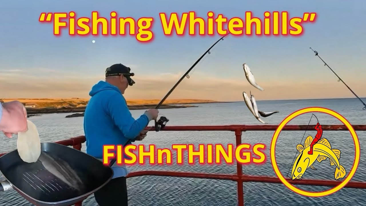 Fishing Whitehills: Harbour Fishing: FISHnTHINGS: Aberdeenshire 🎣🐟🐟🐟