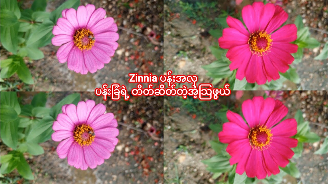 ပန်းခြံထဲက ရောင်စုံ Zinnia ပန်းများ – သဘာဝတိတ်ဆိတ်မှုနှင့် ဘဝတက်ကြွမှု