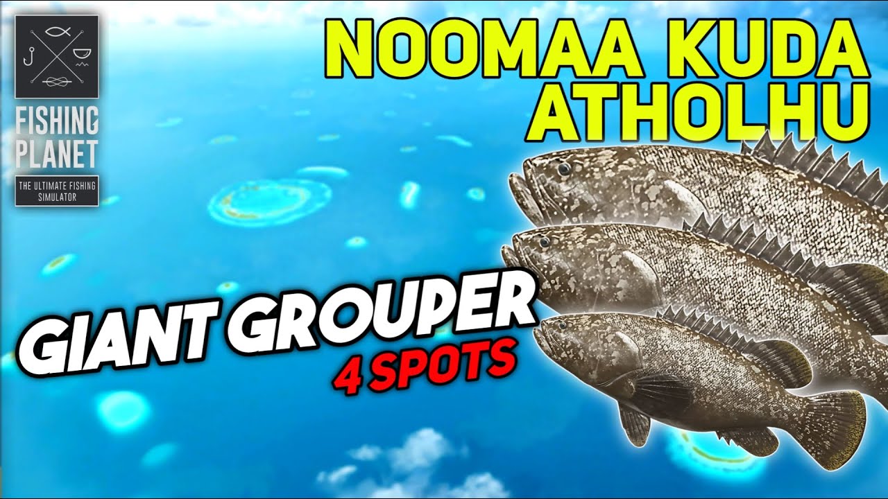 Unique Giant Grouper Noomaa Kuda Atholhu - Fishing Planet