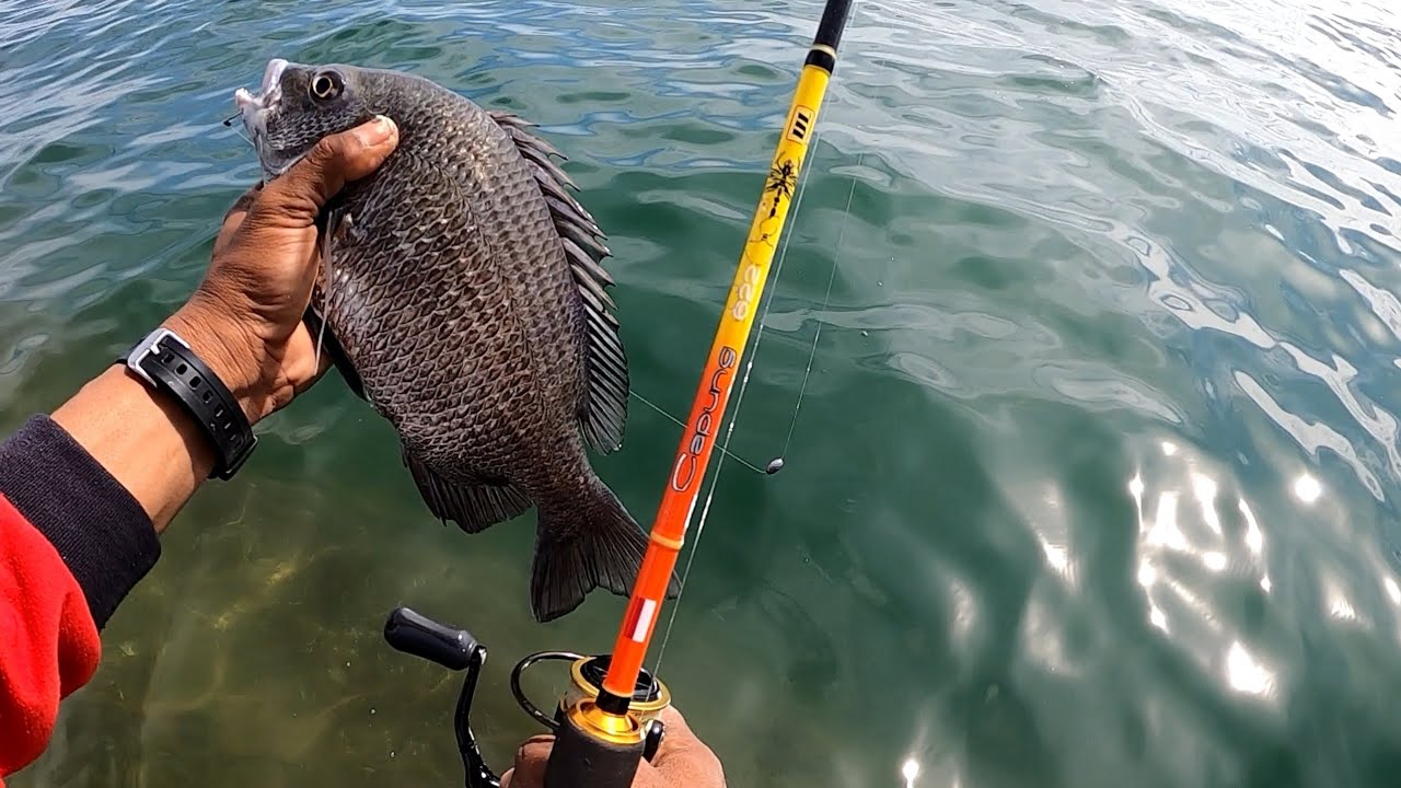 Mancing Ikan Patik pake Umpat Tempe, Umpan Jatuh Langsung di Sambar