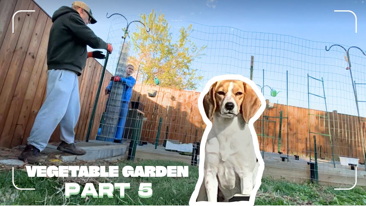 Adding a 6-FOOT FENCE to my VEGETABLE GARDEN (the final touches!) *Dog Proofing*